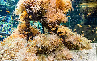 Museo Oceanografico di Monaco